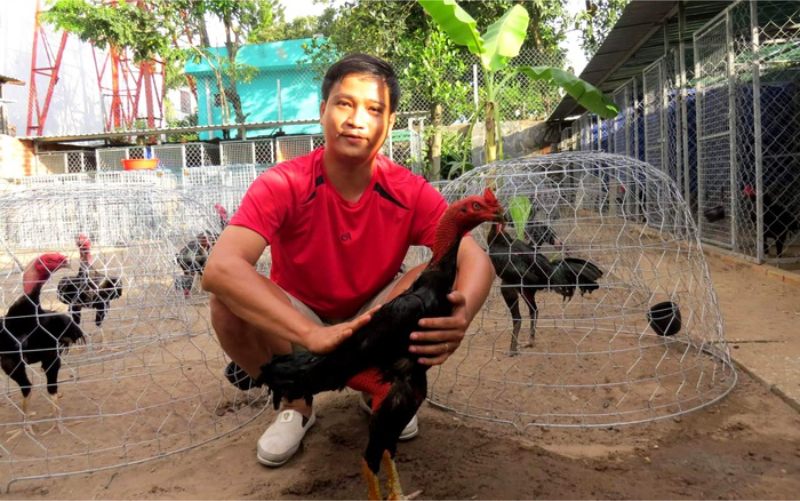Xây dựng môi trường sống và chuồng trại lý tưởng 