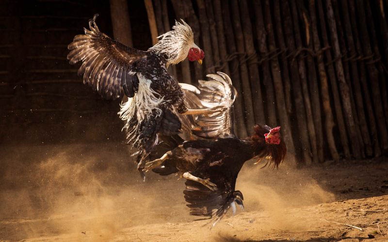 Điểm qua các thế gà đòn cáo độc đáo 